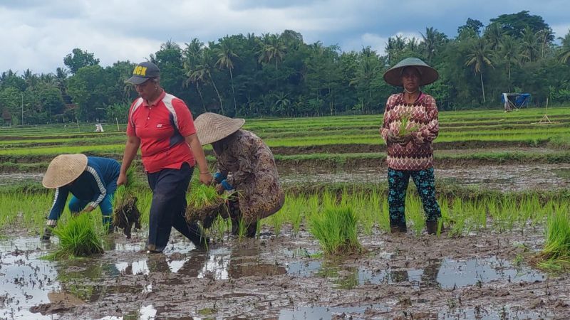 MUSIM TANAM: Petani di Wijimulyo menanam bibit padi pada MT 1.