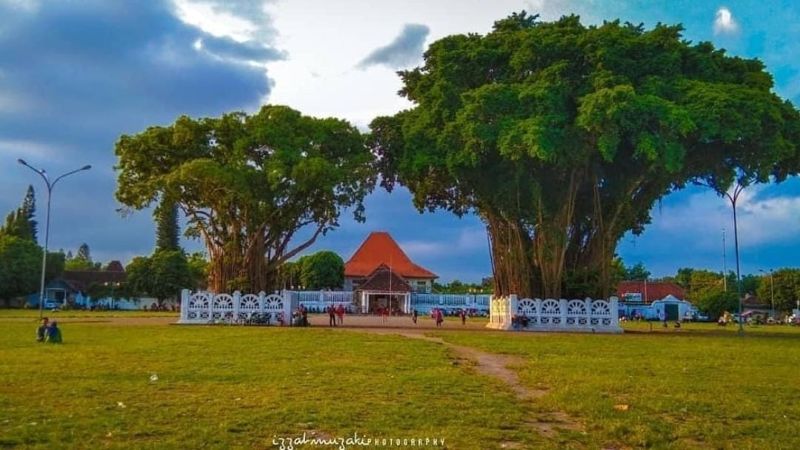Pohon Beringin Kembar di Alun-Alun Selatan Tempat Dilakukannya Masangin.