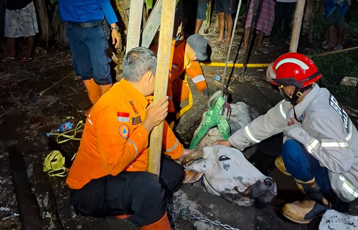 EVAKUASI: Petugas BPBD Bantul sedang menyelamatkan sapi yang terperosok ke buangan limbah di Bolon RT 04, Palbapang, Bantul.