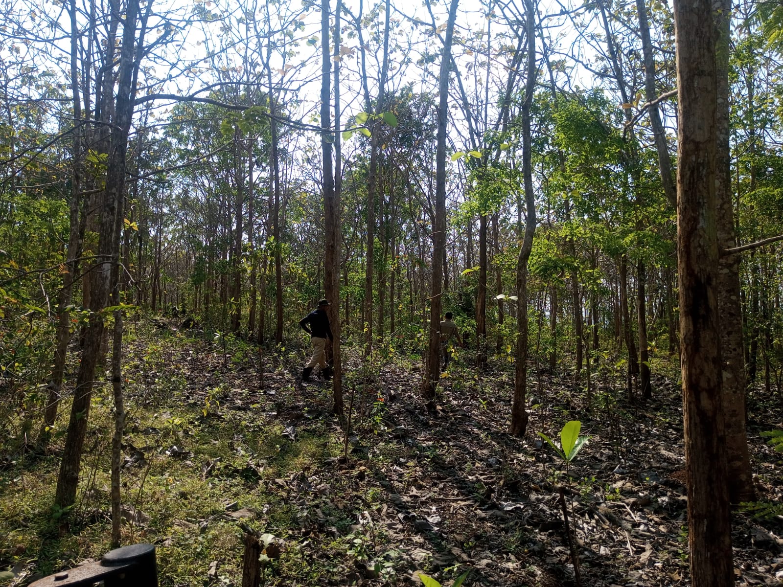 Petugas BKSDA Jogjakarta sedang melakukan patroli di kawasan hutan Suaka Margasatwa pada Senin (27/10).