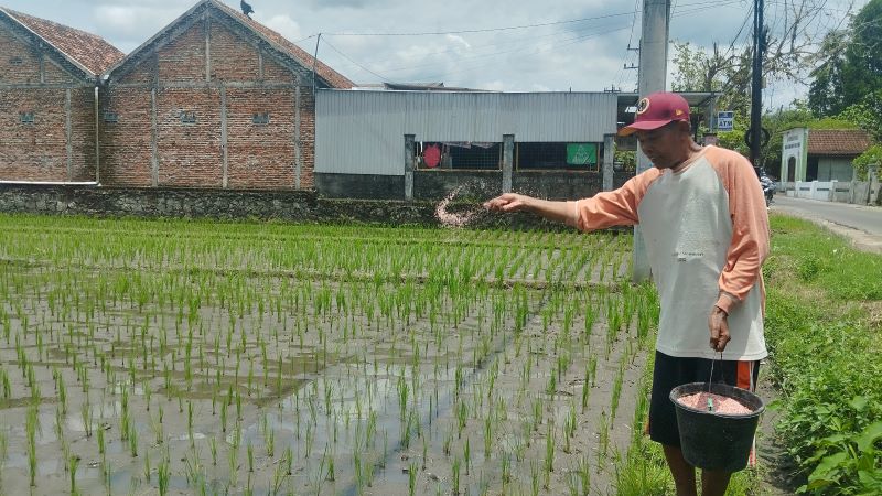 MASA TANAM: Petani padi di Miri, Pendowoharjo, Sewon Mujari saat menabur pupuk di lahan pertaniannya Selasa (28/10).