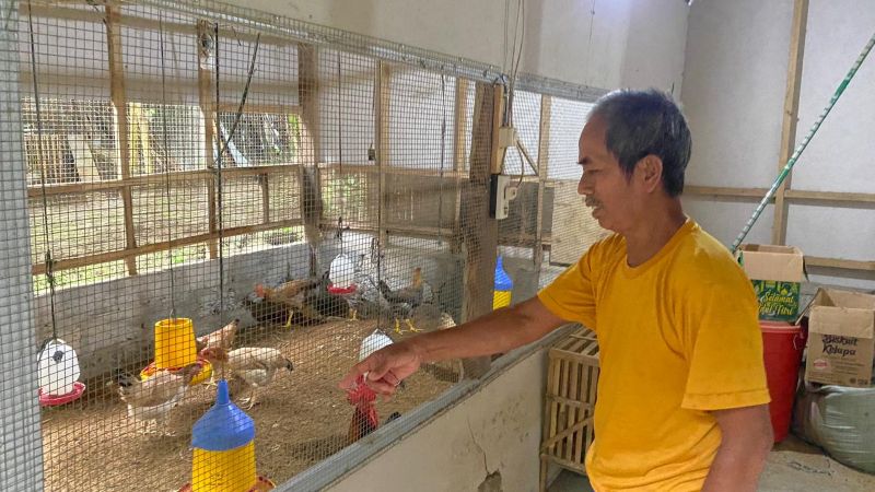 Bejo Wiyono sedang memberi makan ayam jopernya.