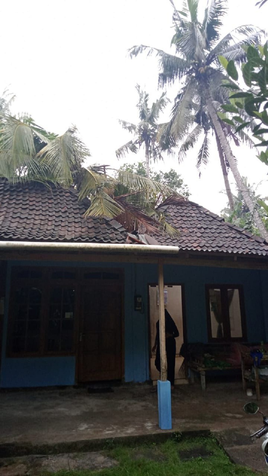 TUMBANG: Pohon yang tumbang mengenai rumah warga.