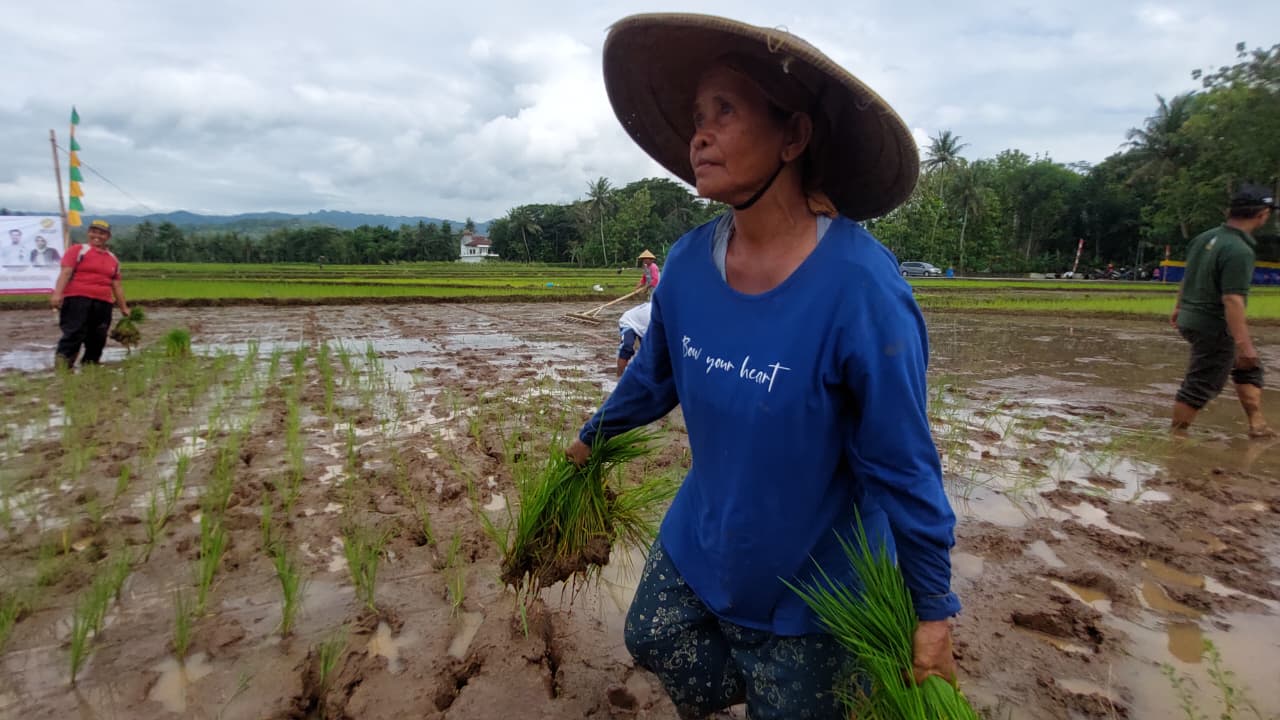 MASA TANAM: Petani di Kapanewon Nanggulan menanam padi saat MT 1.&nbsp;