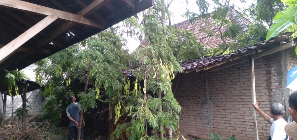 Dokumentasi/BPBD Gunungkidul: Pohon pete patah menimpa rumah dan kandang milik warga Gading 8 Kapanewon Playen. Total kerugian mencapai 500.000 dengan identifikasi rusak ringan.