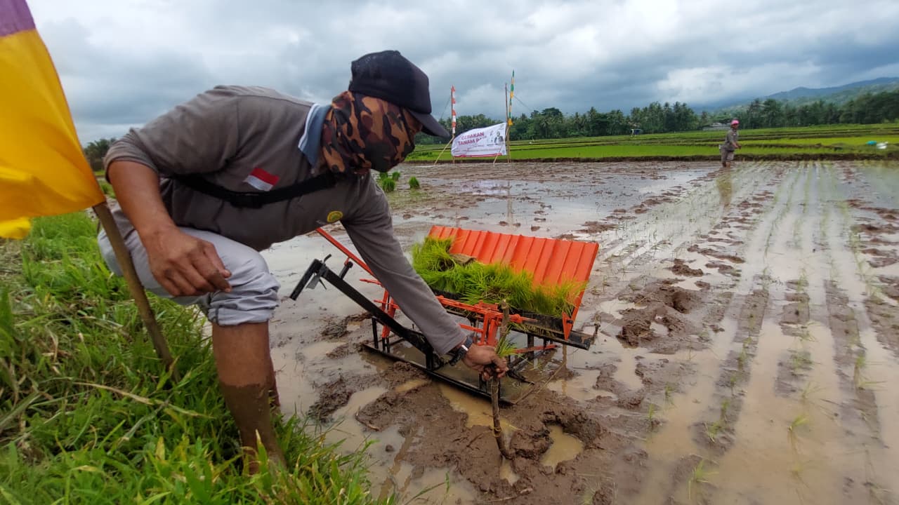 BENIH: Petani menanamkan benih di hamparan sawah Kalurahan Wijimulyo
