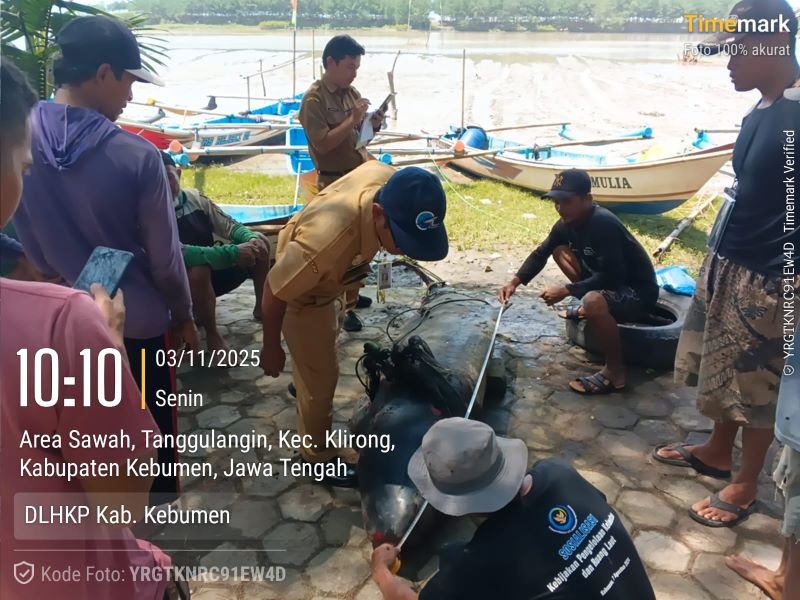 EVAKUASI: Petugas DLHKP Kebumen mengidentifikasi bangkai paus yang terdampar di perairan Desa Tanggulangin, Klirong Senin (3/11).