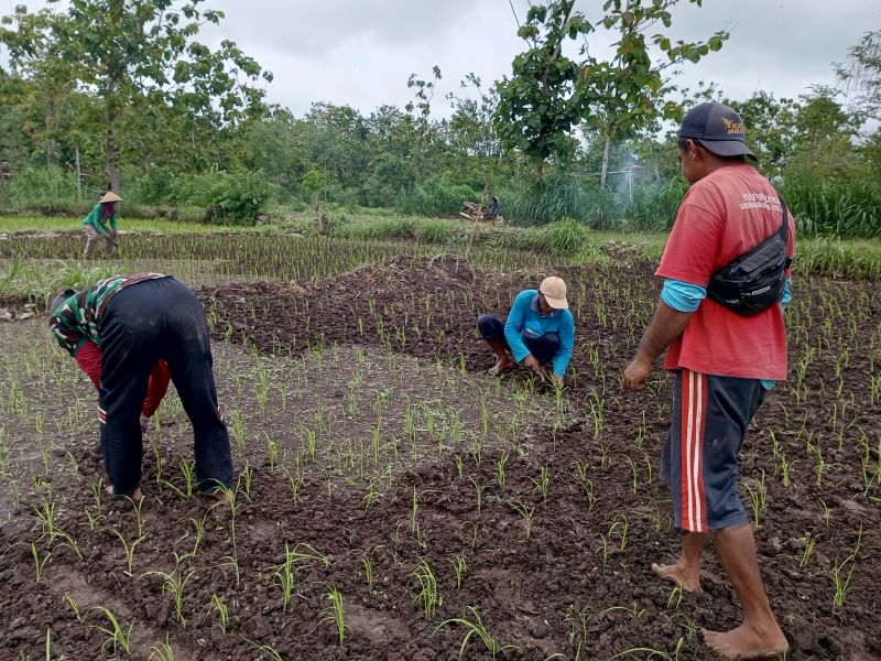 GARAP LAHAN: Buruh tani sedang ndangir alias mencangkul ulang lahan untuk membersihkan gulma di sela-sela tanaman padi.