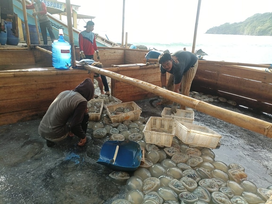 HASIL TANGKAP : Nelayan di Pantai Menganti sedang mengumpulkan hasil panen ubur-ubur sebelum dikirim ke Surabaya untuk kebutuhan konsumsi dan kosmetik.