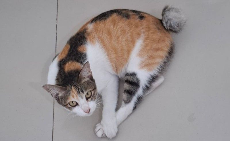 Kucing Cecil.