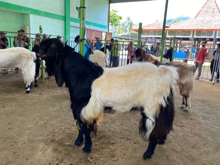 Kontes Ternak Kambing Peranakan Etawa (PE) di Balai Desa Pagerharjo, Kulon Progo, Kamis (16/10/2025).