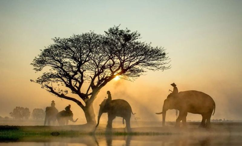 Ilustrasi gajah Sumatera di habitat aslinya.