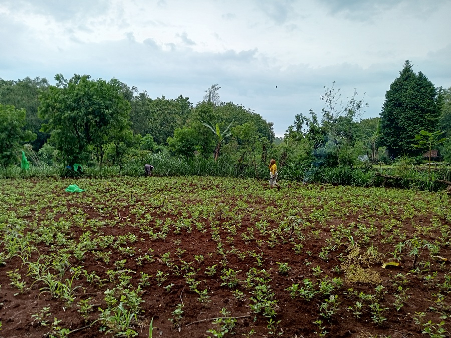 RESAH: Petani di Kalurahan Sidoharjo, Tepus sedang membersihkan sekaligus menjaga lahannya dari serangan monyet ekor panjang.