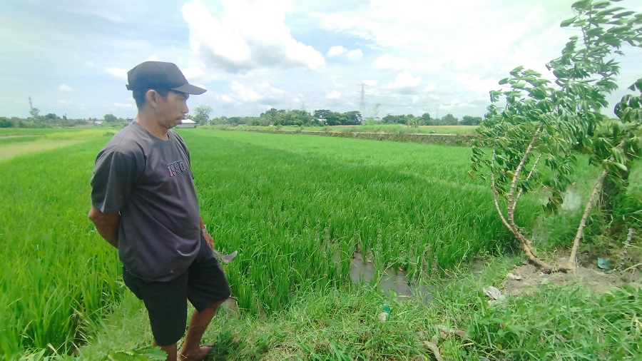Petani setempat Adam Lil Mula sedang membersihkan sawahnya Minggu (9/11/2025).&nbsp;