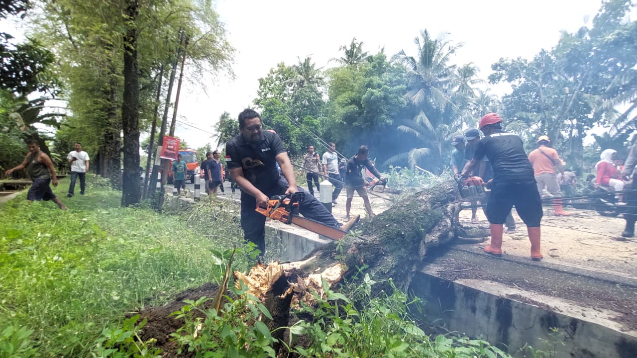 RESPONSIF: Personel BPBD, Polsek, serta Relawan membersihkan pohon yang tumbang.