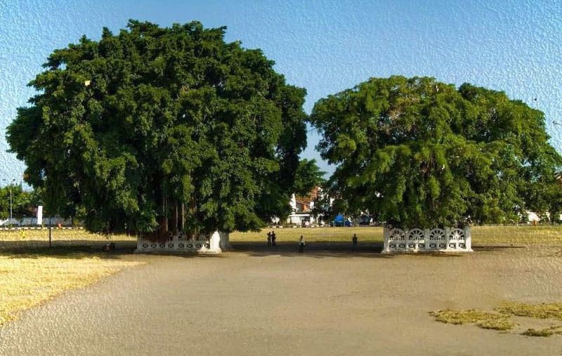 Beringin kembar Alun -Alun Selatan Yogyakarta.
