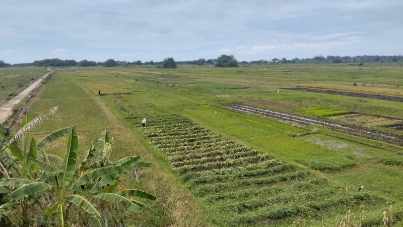 lahan pertanian pasir di wilayah selatan Bantul