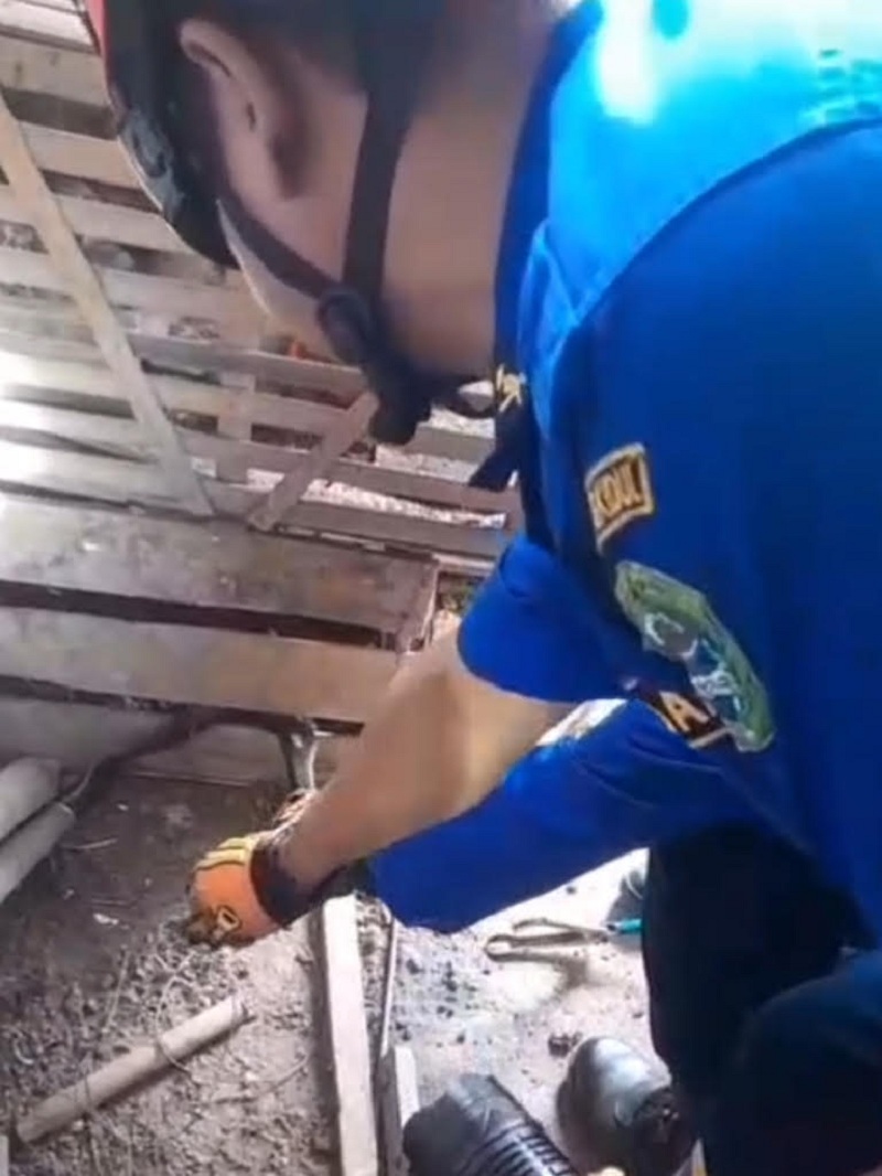 Proses evakuasi ular kobra di Kalurahan Kepek Wonosari Rabu (12/11/2025) pagi.