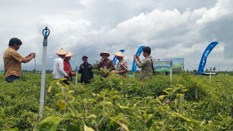 PANEN: Usai melakukan panen, Perwakilan kementan berdiskusi dengan petani cabai.&nbsp;