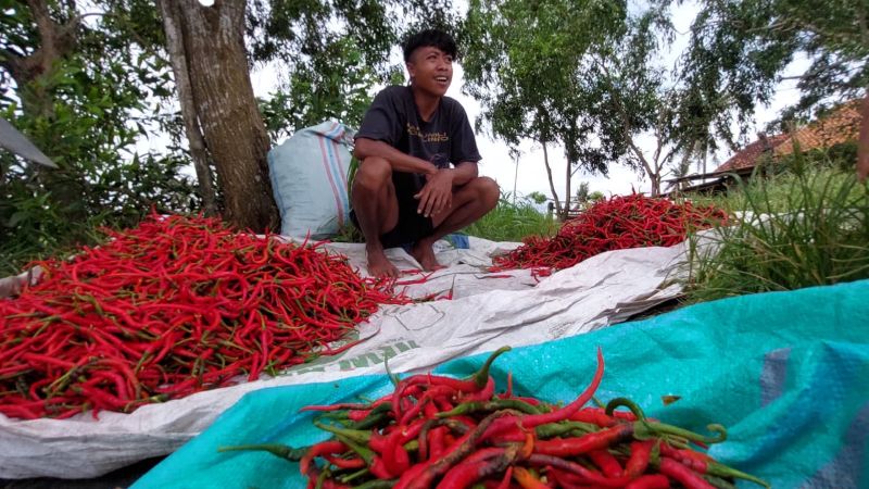 SORTIR: Petani Cabai di Kalurahan Banaran memilih cabai berkualitas bagus.&nbsp;