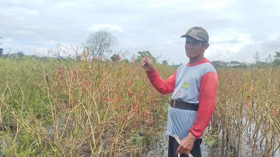 Salah satu petani cabai di Wonoroto Raharjo mengeluhkan lahannya terendam banjir, sehingga tanaman cabainya membusuk Kamis (13/11/2025).
