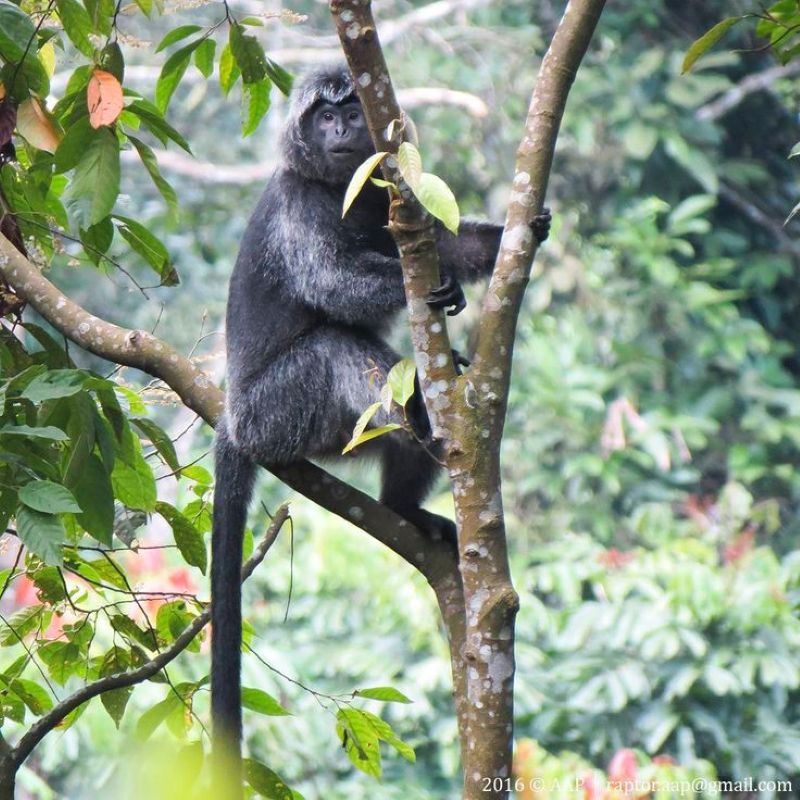 Lutung Jawa.