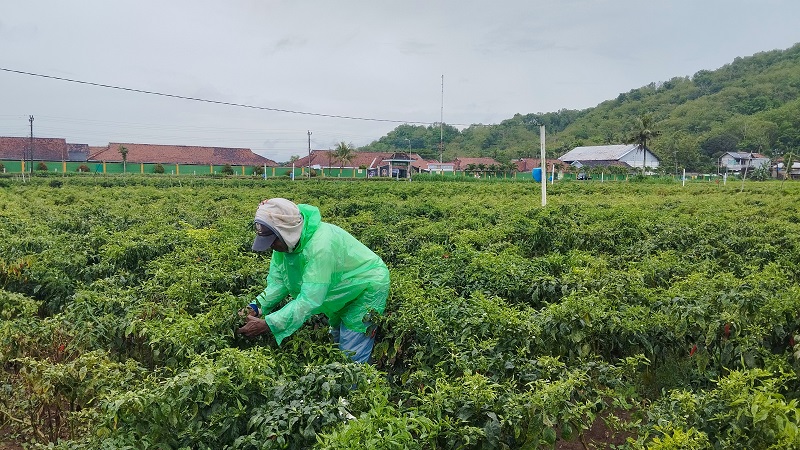 TELATEN: Warjono, petani yang ada di Padukuhan Kretek, Parangtritis, Kretek sedang memetik cabai di lahan pertaniannya Jumat (14/11).