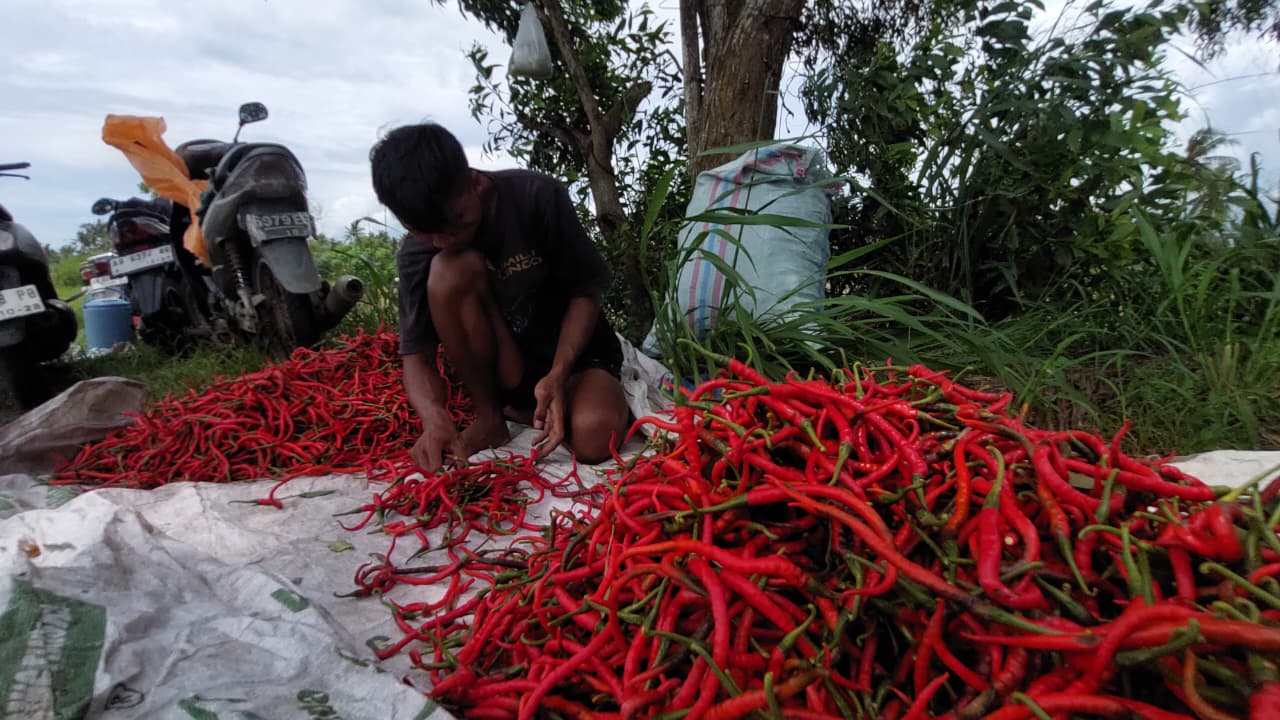 PANEN: Petani Cabai di Kalurahan Banaran memilih cabai kualitas terbaik.