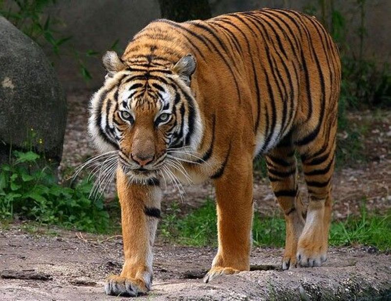 Ilustrasi harimau di Ragunan.