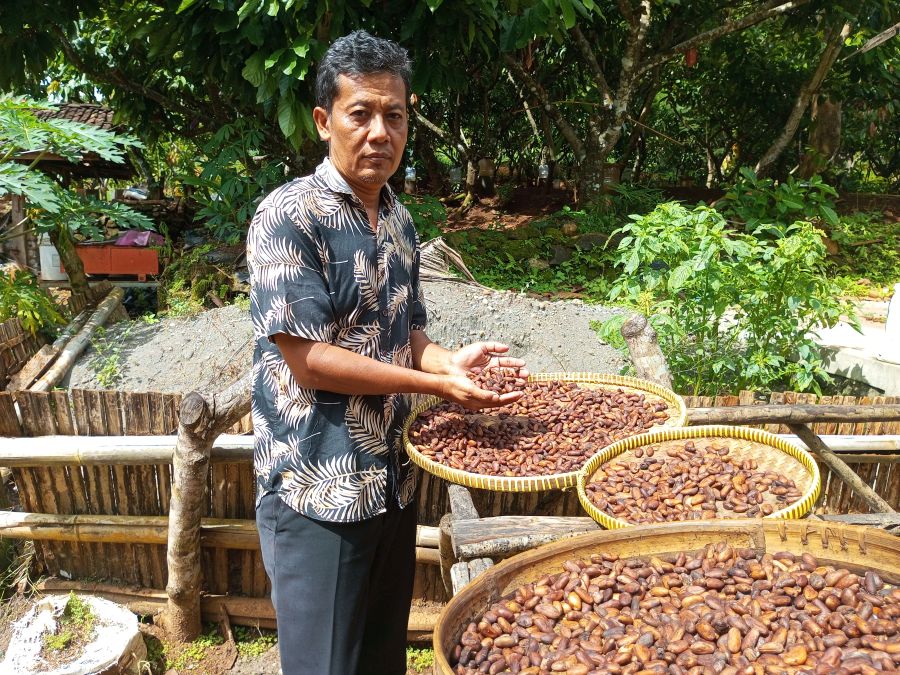 Petani kakao asal Gambiran Patuk, Paryanto sedang menjemur biji kakao di halaman rumah produksi IKM Coklat Sari Mulyo.