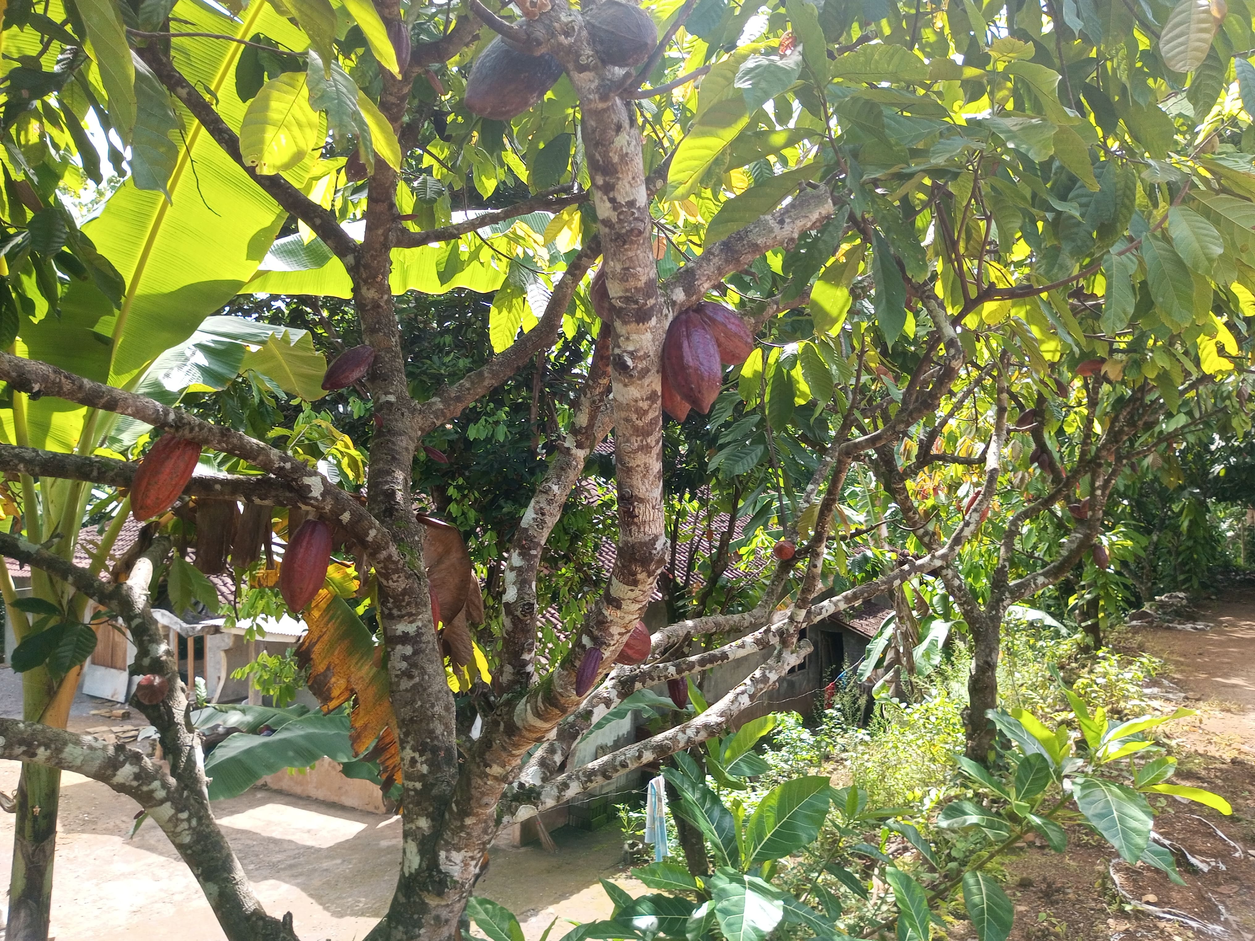 Kelompok Tani Sari Mulyo Padukuhan Gambiran Kalurahan Bunder Kapanewon Patuk menanam pohon kakao di halaman rumahnya.