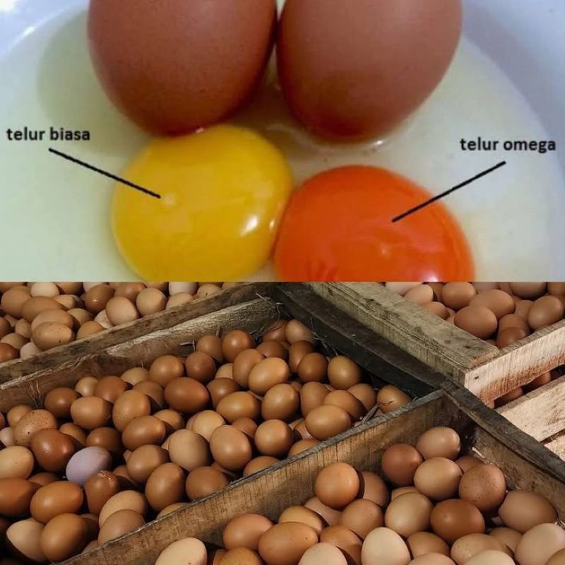 Perbandingan telur omega 3 dan telur biasa.