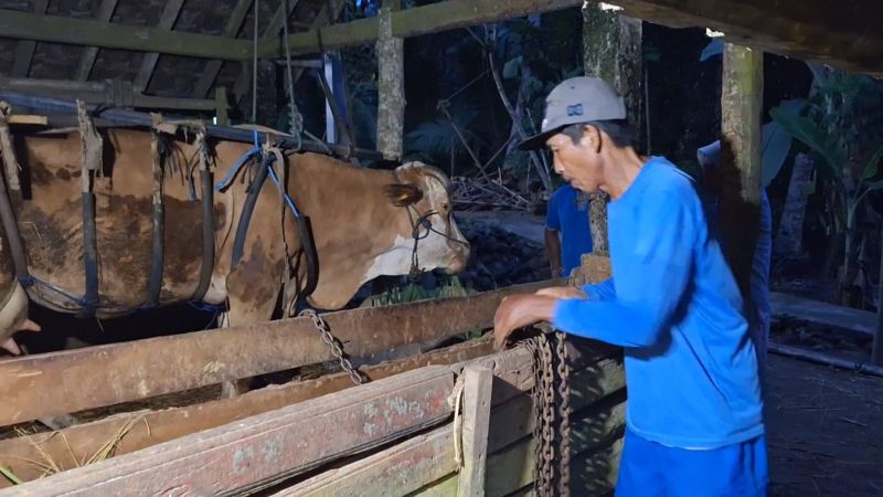 KETEKUNAN: Sapi milik warga di terapi agar dapat sehat dan berdiri kembali.&nbsp;