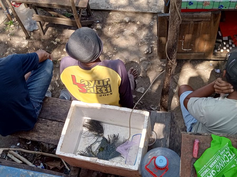 TANGKAPAN IKAN MENURUN: Boks gabus digunakan oleh nelayan Pantai Baron untuk wadah sementara benur lobster.