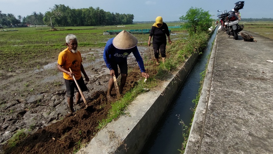 MERUSAK: Petani membongkar pematang sawah untuk menemukan tikus.