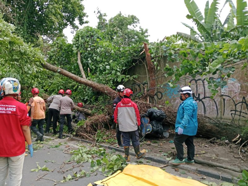 Penanganan pohon tumbang.&nbsp;