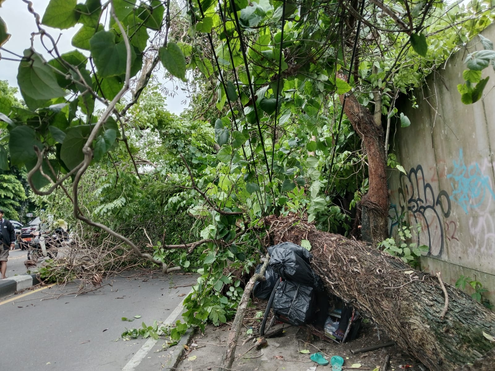 Kondisi pohon roboh