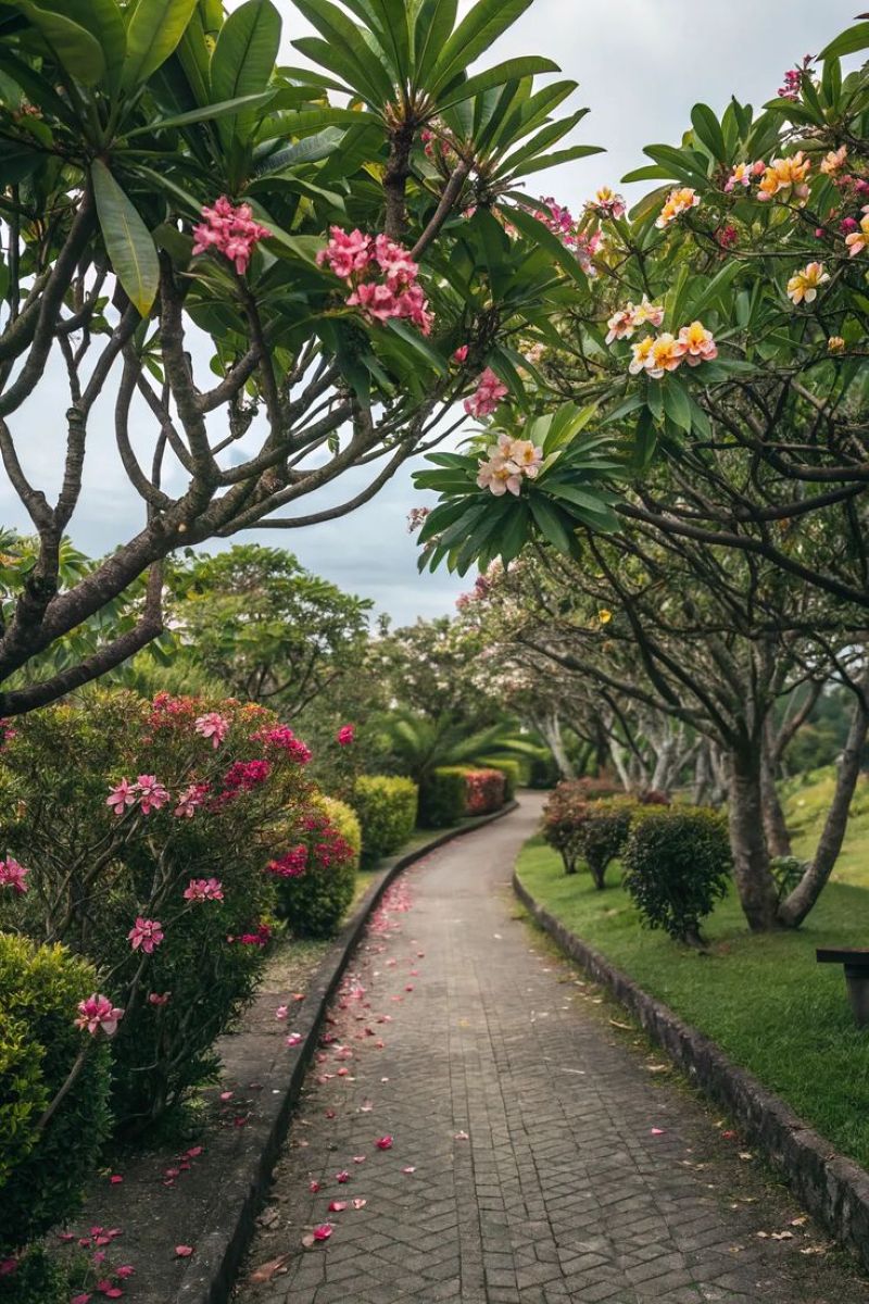 Pohon Kamboja ()