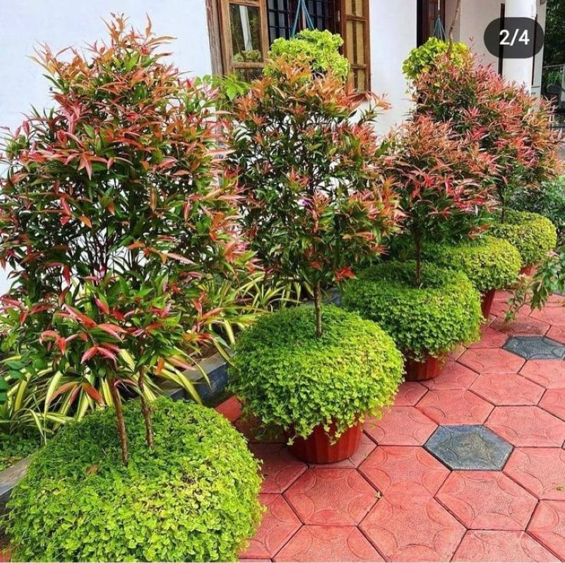 Pucuk Merah ( Syzygium myrtifolium).