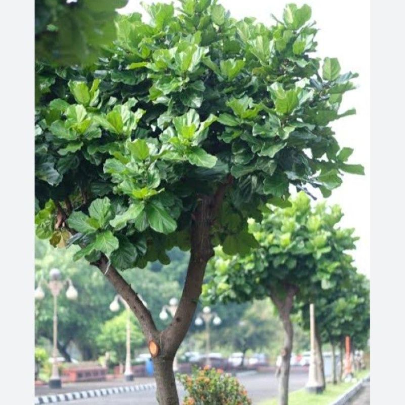 Pohon biola cantik.