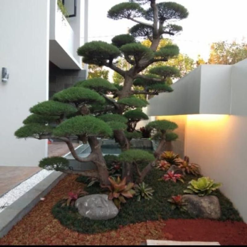 Bonsai cemara udang.
