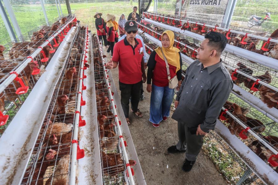 Wakil Ketua Komisi C DPRD Kabupaten Sleman Shodiqul Qiyar SIP segera menuju kandang ternak KWT Sekar Dadi pekan lalu