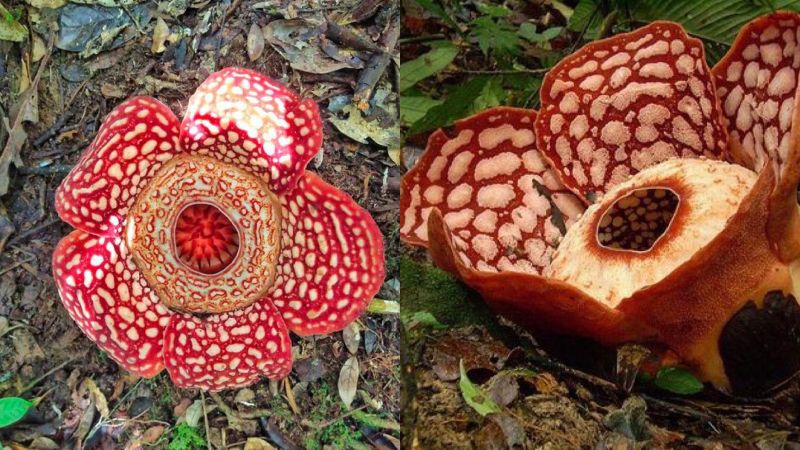 Raflesia Hasseltii.