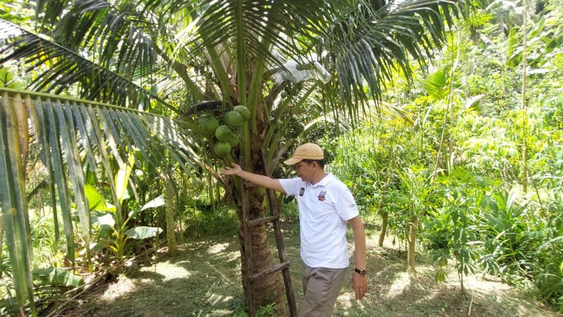 PENDEK: Wazan menunjukkan Kelapa Genjah Khusus berhasil berbuah di Kokap.&nbsp;