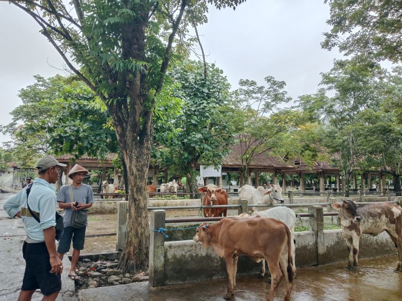 LENGANG: Konidis Pasar Hewan Ambarketawang Gamping Rabu (26/11).