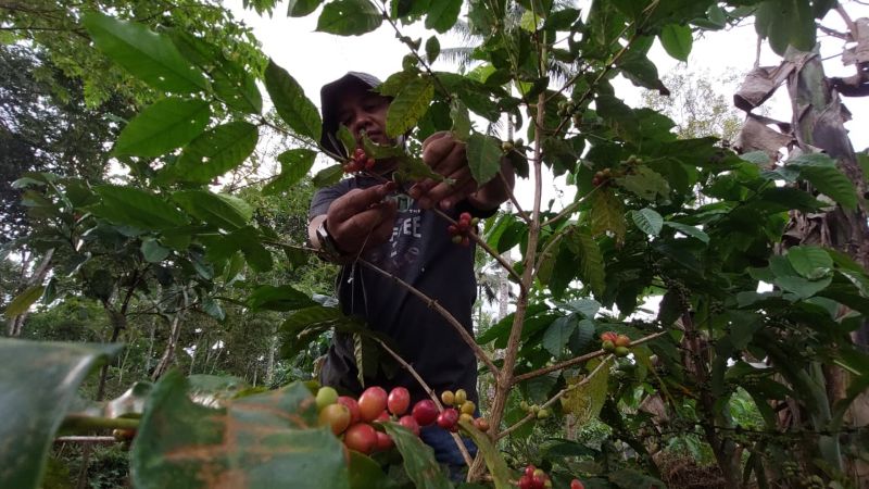 MEMETIK: Tyo memanen biji kopi yang telah bewarna merah dan matang.&nbsp;