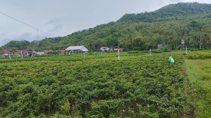 MODERN: Lahan pertanian di Parangtritis yang telah menggunakan listrik untuk sistem pengairan.