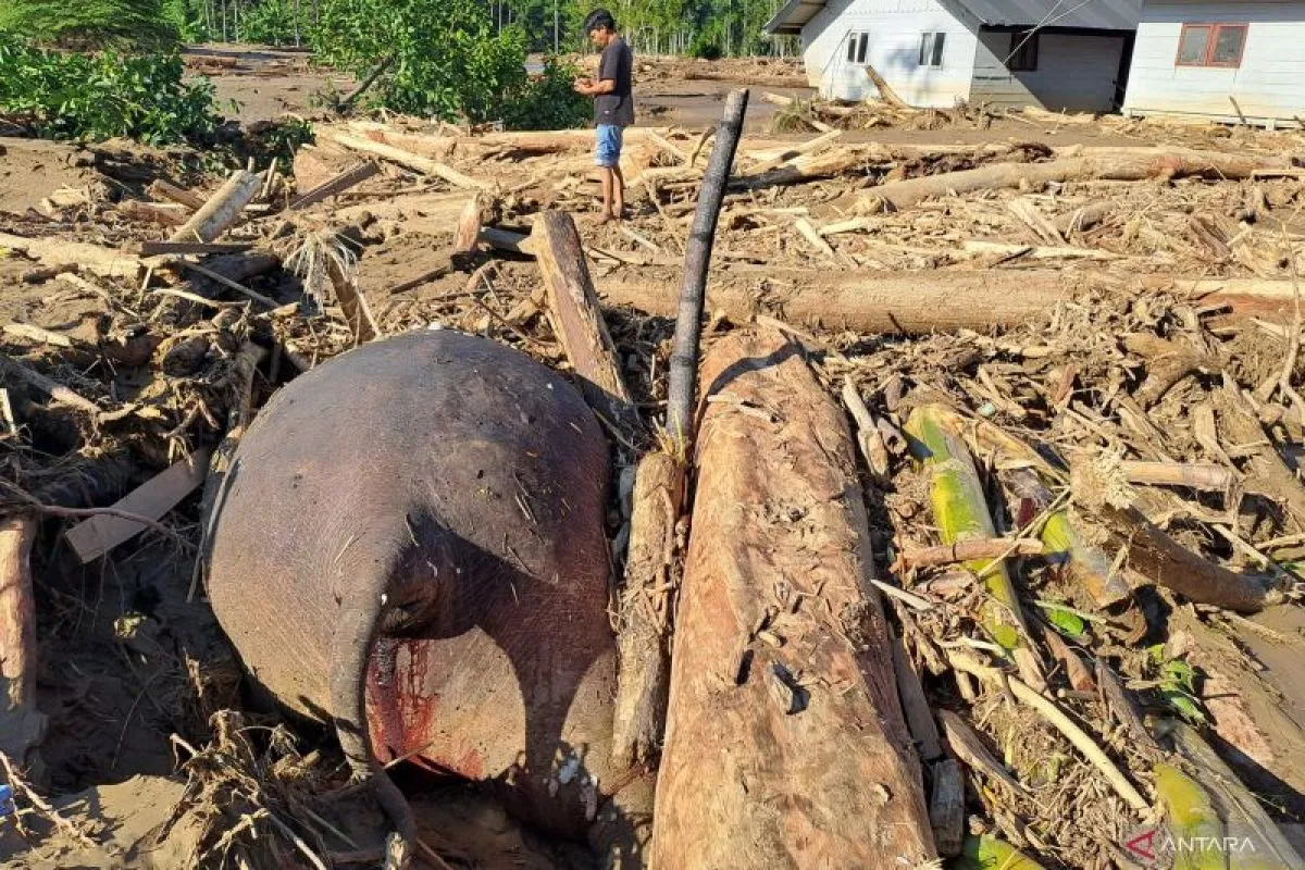 Gajah mati menjadi korban banjir di Aceh.