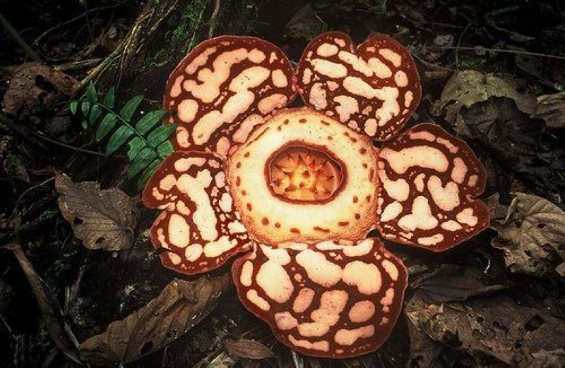Bunga Rafflesia Hasseltii. sumber:
