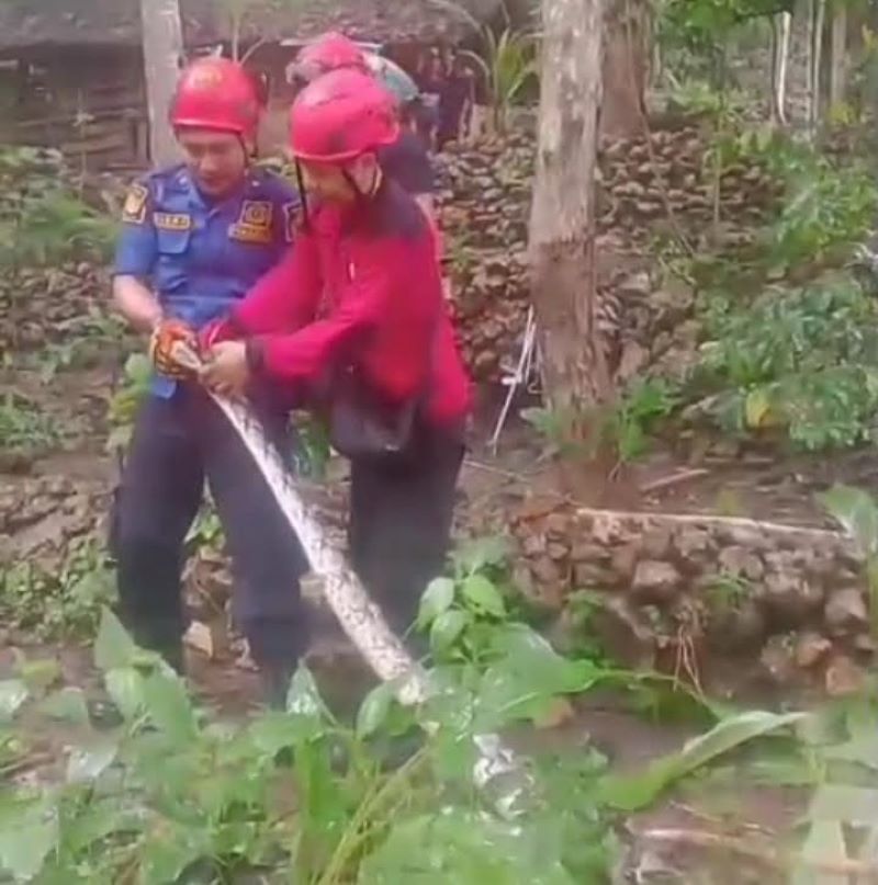 Tim evakuasi Regu III Damkarmat Gunungkidul sedang mengamankan ular sanca sepanjang 3 meter.
